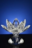 Waxine lotus